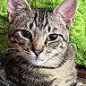 animal, cat, close_up, cute, domestic, ears, eyes, face, feline, fur, green_background, indoor, looking, pet, portrait, relaxed, resting, tabby, texture, whiskers