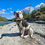 Scott a rejoint le concours — aidez-le/la à gagner de superbes lots ! dog, outdoor, river, rocks, blue_sky, clouds, harness, nature, sunny, trees, pet, canine, sitting, landscape, daytime, animal, water, grass, shadow, recreation