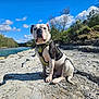 dog, outdoor, river, rocks, blue_sky, clouds, harness, nature, sunny, trees, pet, canine, sitting, landscape, daytime, animal, water, grass, shadow, recreation