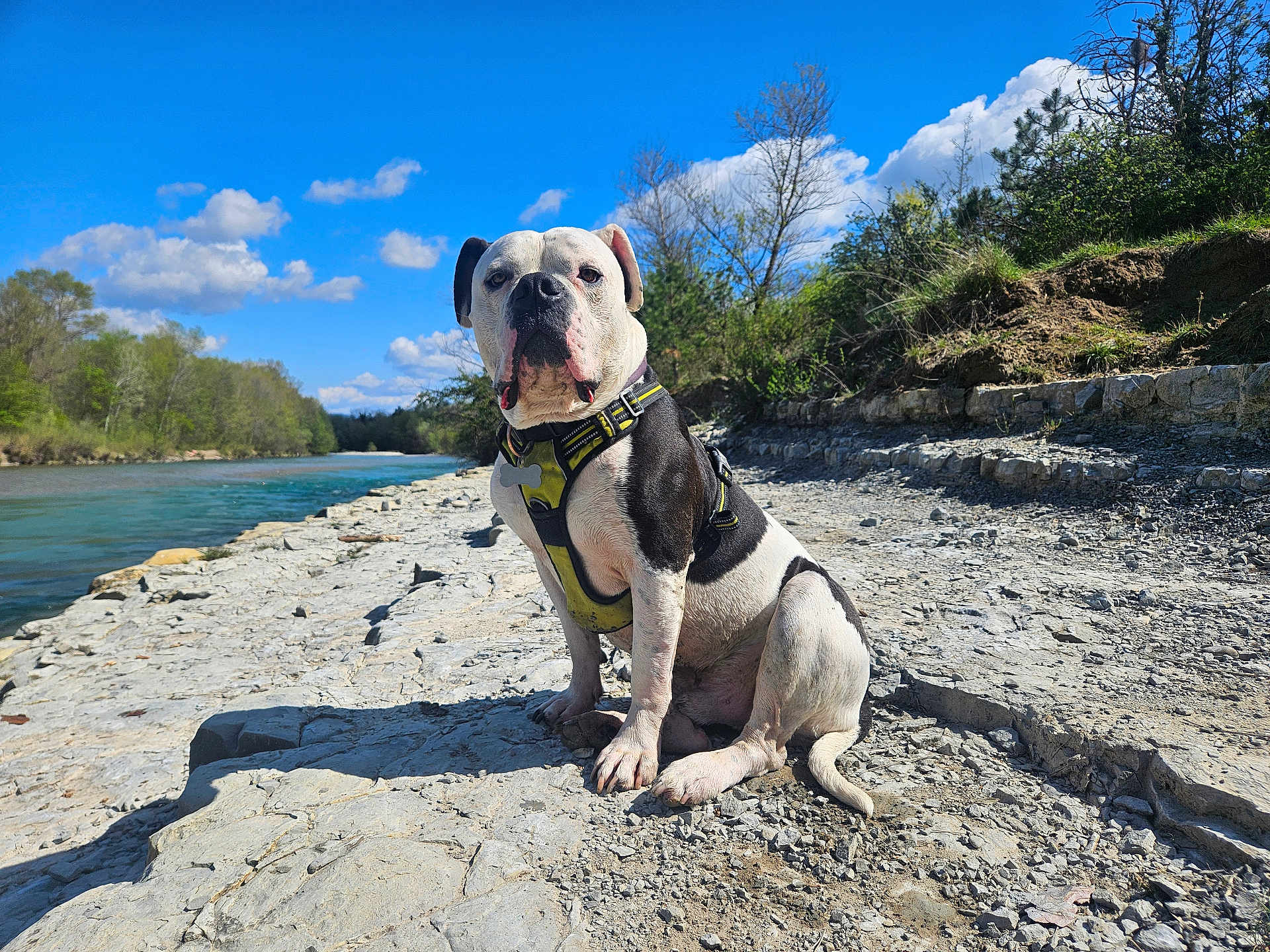 Scott a rejoint le concours — aidez-le/la à gagner de superbes lots ! dog, outdoor, river, rocks, blue_sky, clouds, harness, nature, sunny, trees, pet, canine, sitting, landscape, daytime, animal, water, grass, shadow, recreation