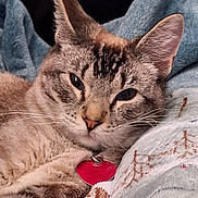 Noodles joined the competition — help win amazing prizes! cat, feline, pet, animal, closeup, portrait, tabby, whiskers, ears, fur, collar, tag, blanket, patterned_blanket, cozy, resting, indoor, cute, sleepy, soft