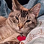 cat, feline, pet, animal, closeup, portrait, tabby, whiskers, ears, fur, collar, tag, blanket, patterned_blanket, cozy, resting, indoor, cute, sleepy, soft
