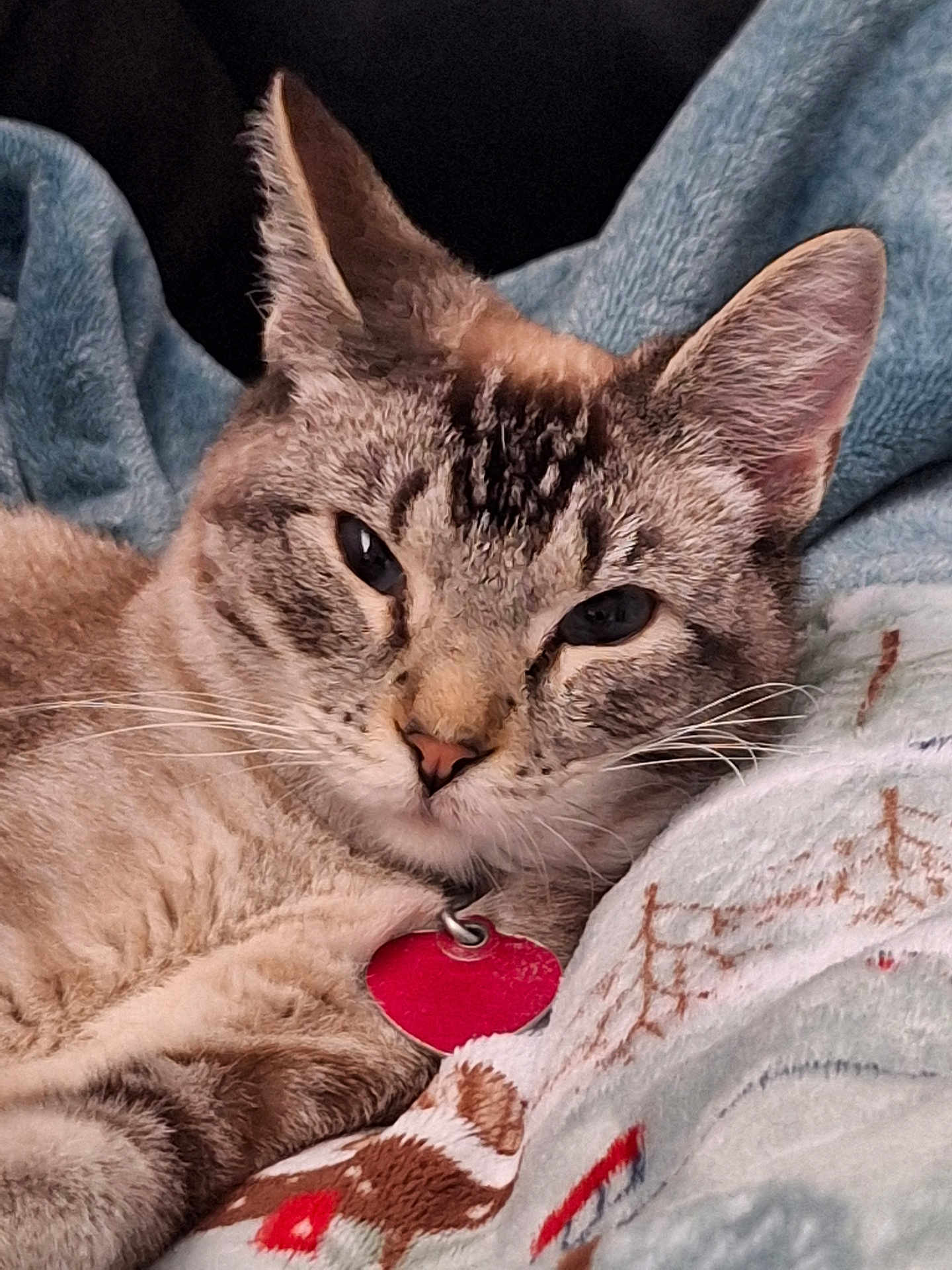 Noodles joined the competition — help win amazing prizes! cat, feline, pet, animal, closeup, portrait, tabby, whiskers, ears, fur, collar, tag, blanket, patterned_blanket, cozy, resting, indoor, cute, sleepy, soft