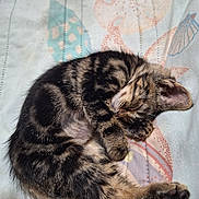 Roxy joined the competition — help win amazing prizes! kitten, sleeping, cat, tabby, fur, curled_up, resting, cute, pet, animal, indoor, quilt, pattern, soft_lighting, cozy, peaceful, small, paw, whiskers, ears