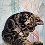 animal, cat, cozy, curled_up, cute, ears, fur, indoor, kitten, pattern, paw, peaceful, pet, quilt, resting, sleeping, small, soft_lighting, tabby, whiskers