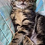 adorable, animal, cat, closeup, cute, fur, indoor, kitten, mammal, pattern, paws, pet, quilt, relaxed, resting, sleeping, soft, tabby, whiskers, young