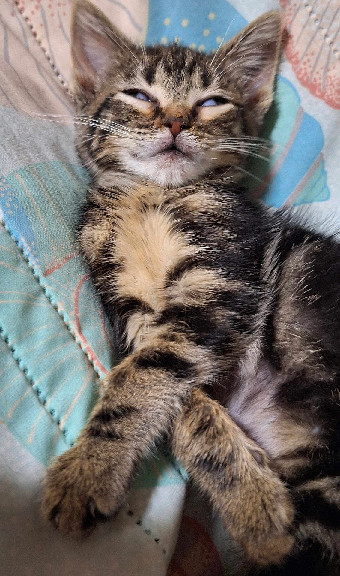 Roxy joined the competition — help win amazing prizes! kitten, cat, tabby, sleeping, paws, fur, pet, animal, resting, cute, indoor, quilt, pattern, soft, young, whiskers, closeup, mammal, adorable, relaxed