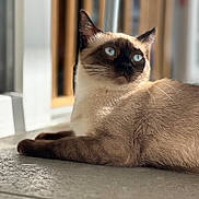 Praline a rejoint le concours — aidez-le/la à gagner de superbes lots ! abyssinian, animal, cat, kitten, manx, pet, siamese