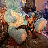 Teddy joined the competition — help win amazing prizes! dog, puppy, toy_dog, teddy_bear, stuffed_animal, blue, fluffy, small_dog, portrait, indoors, bed, bedspread, cuddling, sitting, black_harness, wide_eyes, ears, cozy, warm_lighting, home_decor