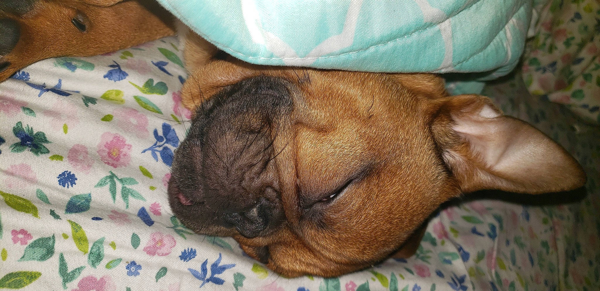 Popeye Cali joined the competition — help win amazing prizes! canidae, carnivore, comfort, companion_dog, dog, dog_breed, ear, fawn, fur, human_leg, linens, liver, nap, snout, sporting_group, tail, terrestrial_animal, wood, working_animal, wrinkle