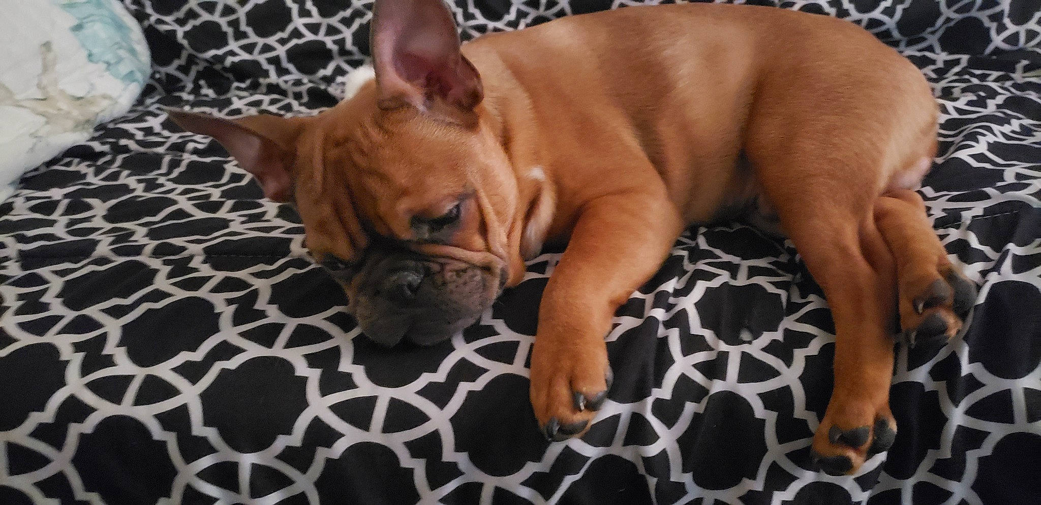 Popeye Cali is registered to the contest to win money with this photo: biting, bulldog, canidae, carnivore, comfort, companion_dog, dog, dog_breed, ear, fawn, flooring, hardwood, liver, snout, sporting_group, terrestrial_animal, toy_dog, whiskers, working_animal, wrinkle