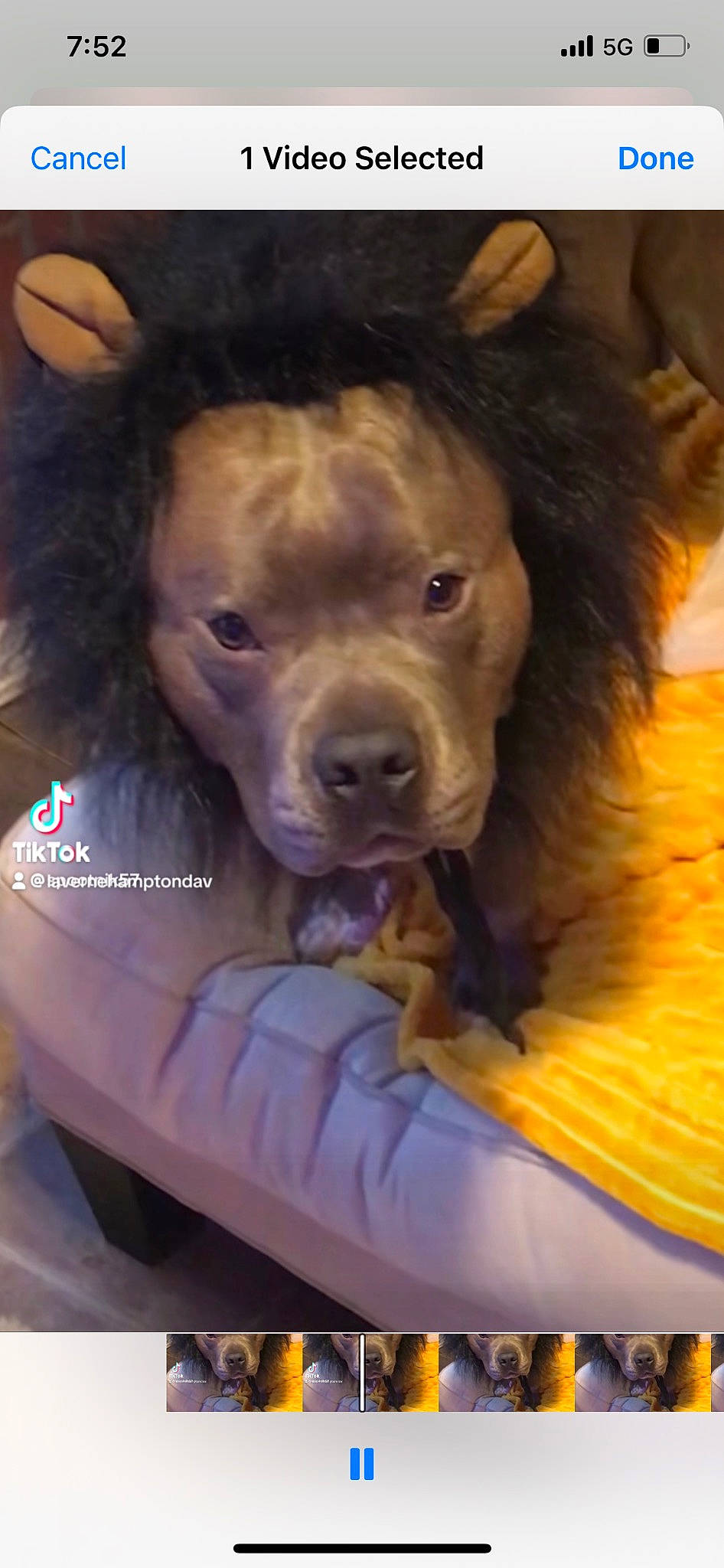 Stone joined the competition — help win amazing prizes! canidae, car_seat, carnivore, companion_dog, dog, dog_breed, dog_supply, dog_toy, fawn, fun, fur, guard_dog, liver, mammal, snout, sporting_group, toy_dog, vertebrate, whiskers, working_animal