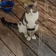 Reese joined the competition — help win amazing prizes! cat, tabby, animal, pet, wooden_deck, bowl, food, sunlight, shadow, outdoor, yellow_eyes, sitting, curious, domestic_cat, feline, striped, pink_nose, whiskers, ears, timestamp