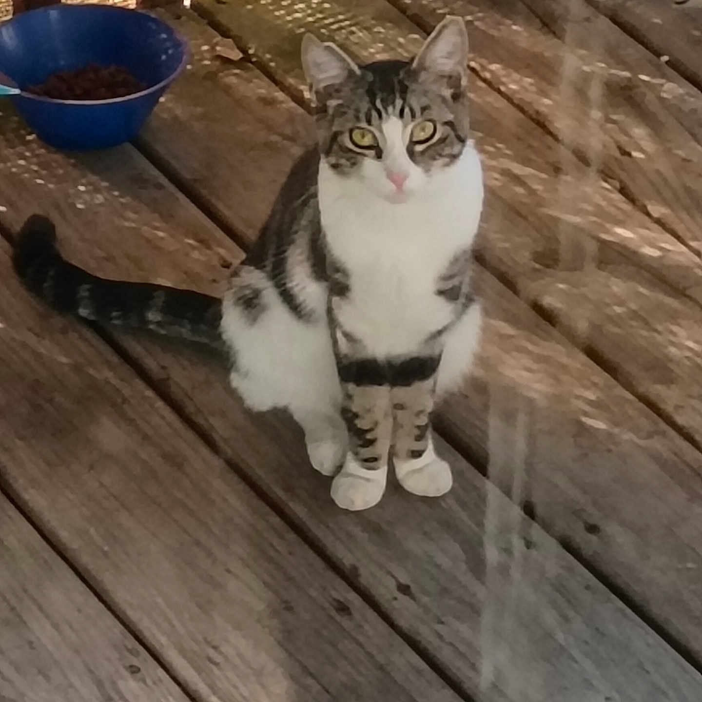 Reese joined the competition — help win amazing prizes! cat, tabby, animal, pet, wooden_deck, bowl, food, sunlight, shadow, outdoor, yellow_eyes, sitting, curious, domestic_cat, feline, striped, pink_nose, whiskers, ears, timestamp