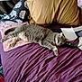 Grace joined the competition — help win amazing prizes! animal, bed, cat, comfort, cozy, curtain, domestic_cat, fabric, feline, gray_tabby, home, indoor, lying_down, pet, pillow, purple_bedspread, relaxed, remote_control, resting, sleepy