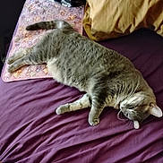 Grace is registered to the contest to win money with this photo: animal, bed, blanket, cat, cozy, cute, domestic_cat, feline, fur, gray_cat, indoor, laying_down, pet, pillow, relaxed, resting, sleepy, soft, tabby, whiskers