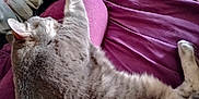Grace joined the competition — help win amazing prizes! bed, blanket, cat, clutter, comfort, cozy, fabric, feline, fur, gray_tabby, household, indoor, paw, pet, plastic_bags, purple, relaxation, resting, sleeping, stretching