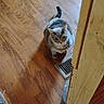 Grace is registered to the contest to win money with this photo: animal, cat, curious, domestic, door_frame, ears, feline, floor_vent, flooring, gray_cat, home, indoor, looking_up, pet, room, rug, tail, toy_car, whiskers, wooden_floor