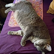 Grace joined the competition — help win amazing prizes! animal, bed, cat, cozy, cute, domestic_cat, feline, fur, gray_cat, household, indoor, lazy, mat, pet, purple_bedspread, relaxed, resting, sleeping, tabby, whiskers