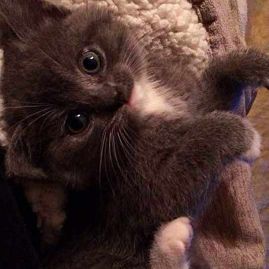 Bella Boo