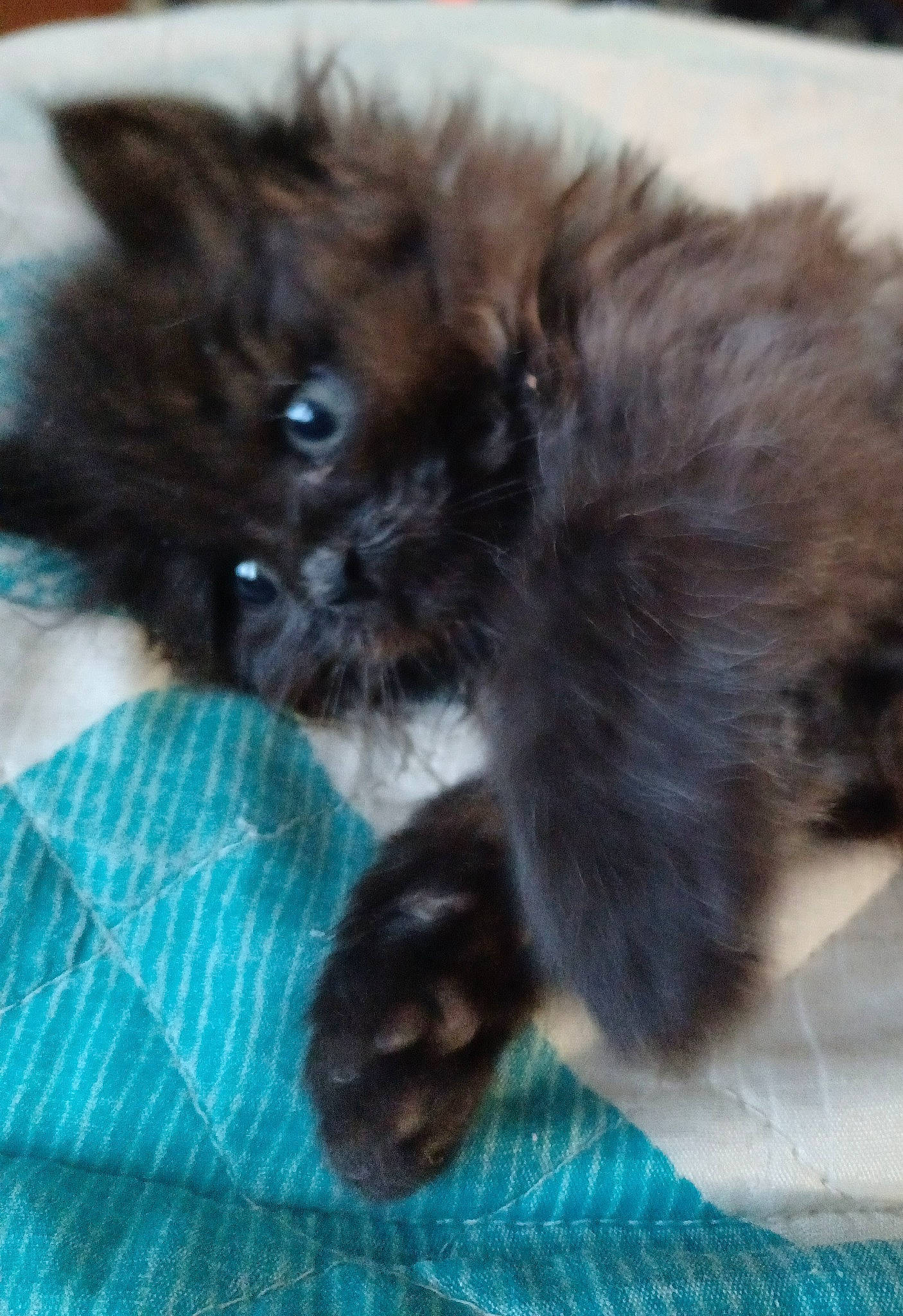 Poody Bear joined the competition — help win amazing prizes! black_cat, british_longhair, canidae, carnivore, cat, claw, comfort, companion_dog, dog_breed, felidae, fur, pattern, paw, plaid, small_to_medium_sized_cats, snout, tail, tartan, terrestrial_animal, whiskers