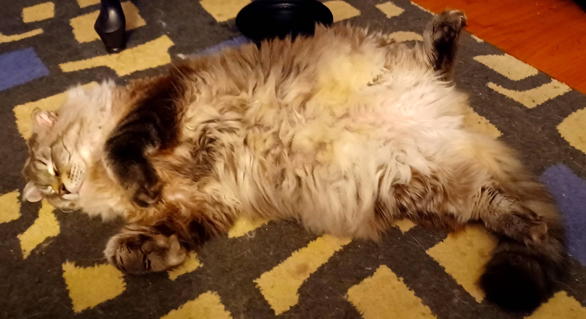 Booboo joined the competition — help win amazing prizes! british_longhair, canidae, carnivore, cat, claw, comfort, companion_dog, dog_breed, fawn, felidae, flooring, fur, paw, selkirk_rex, small_to_medium_sized_cats, snout, sporting_group, tail, terrestrial_animal, whiskers