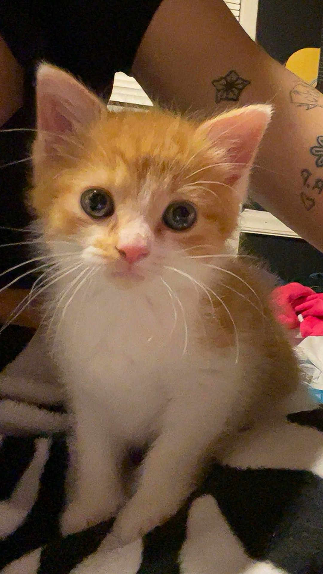 Coconut