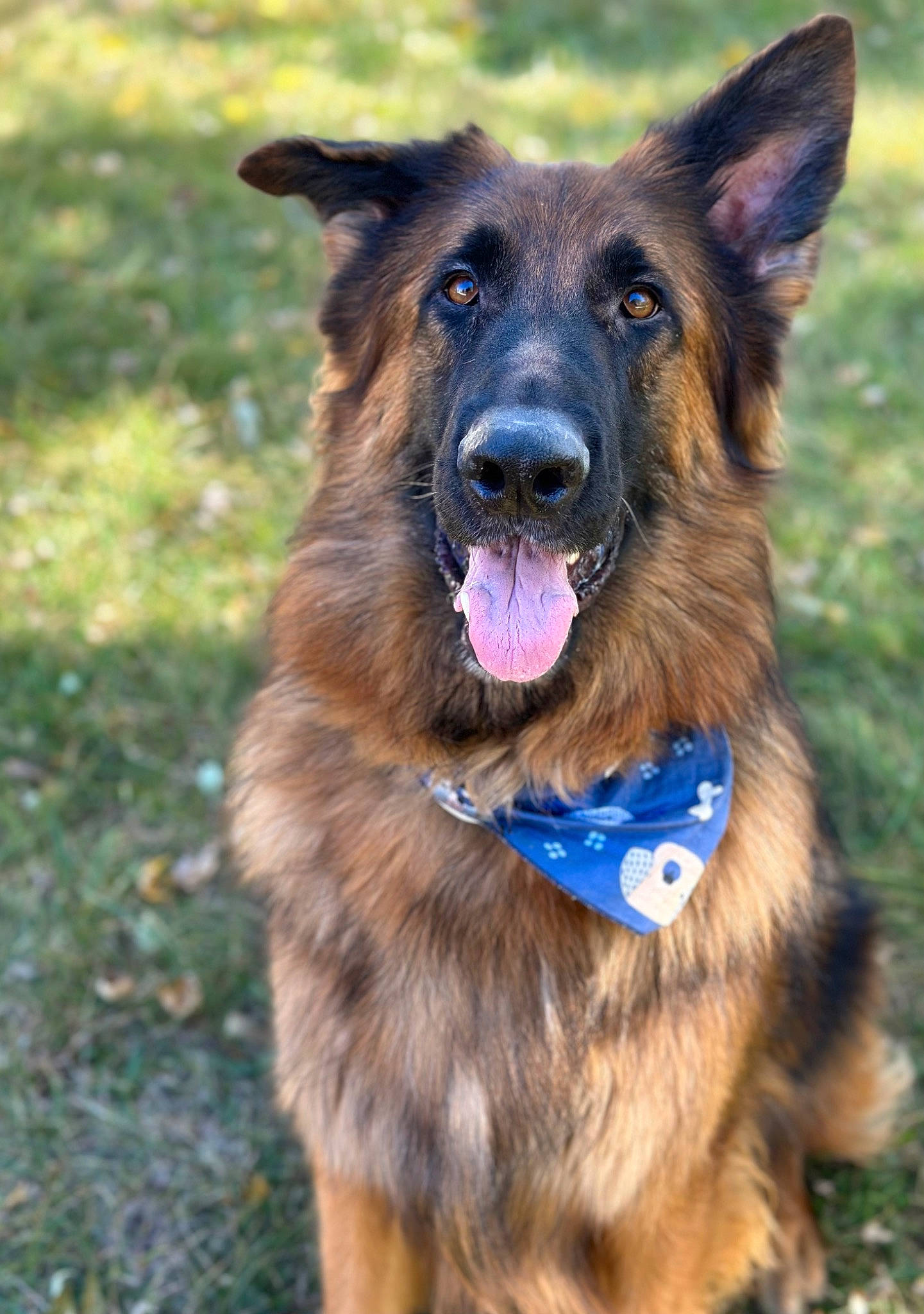 Beauregard is registered to the contest to win money with this photo: belgian_shepherd_malinois, canidae, carnivore, collar, companion_dog, dog, dog_breed, dog_collar, east_european_shepherd, fawn, german_shepherd_dog, grass, guard_dog, herding_dog, king_shepherd, old_german_shepherd_dog, plant, snout, sporting_group, working_dog