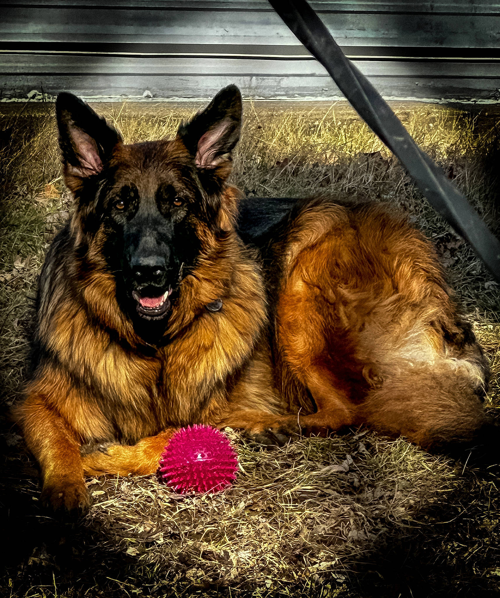 Dexter joined the competition — help win amazing prizes! ball, canidae, carnivore, companion_dog, dog, dog_breed, east_european_shepherd, event, fur, german_shepherd_dog, grass, happy, herding_dog, king_shepherd, old_german_shepherd_dog, snout, sporting_group, terrestrial_animal, whiskers, working_dog