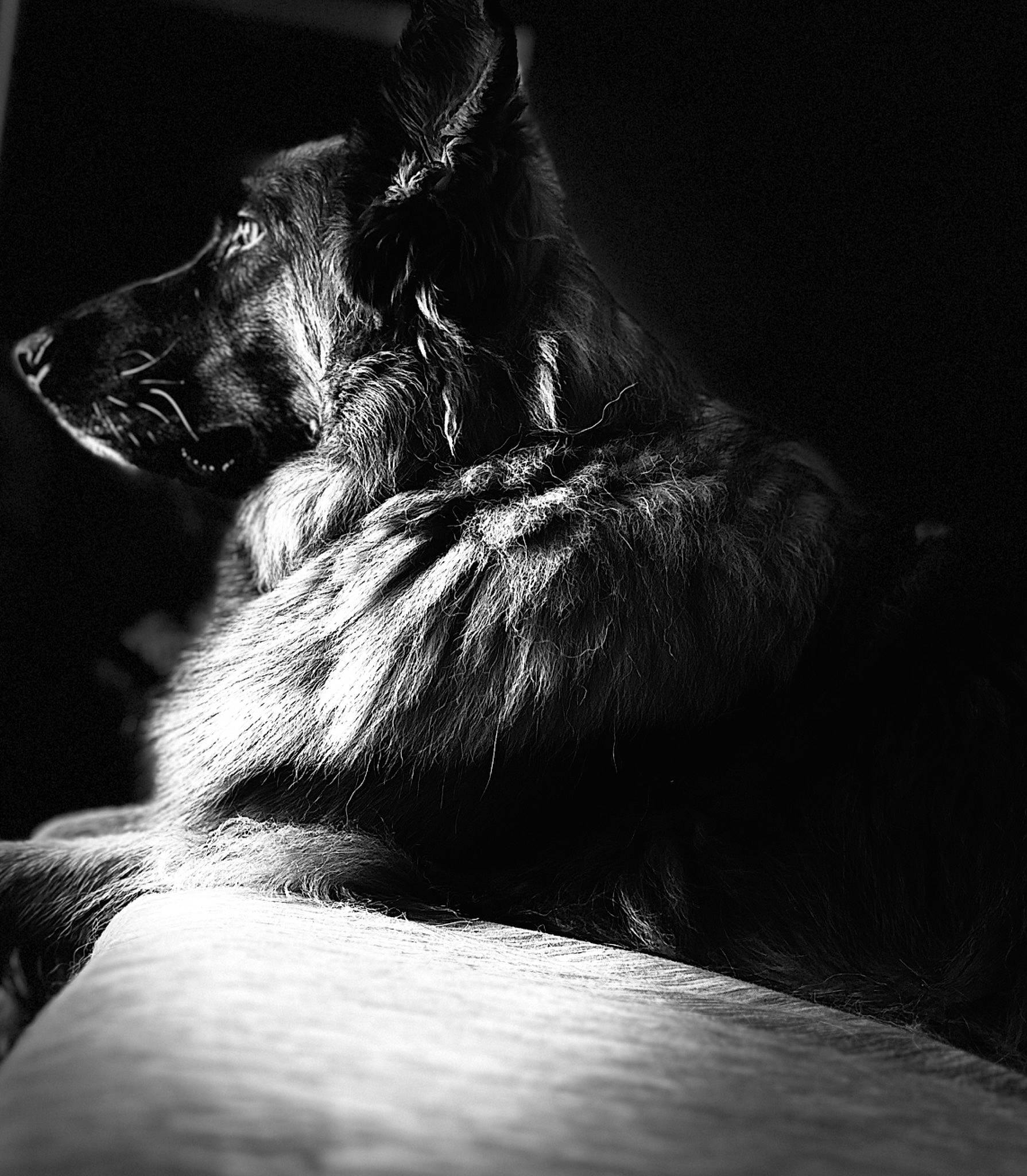 Dexter is registered to the contest to win money with this photo: canidae, carnivore, darkness, dog, dog_breed, flash_photography, fur, monochrome, monochrome_photography, shadow, snout, sporting_group, still_life_photography, terrestrial_animal, tints_and_shades, whiskers, wildlife, working_animal
