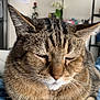 animal, blue_jeans, blurred_background, cat, closed_eyes, cozy, cute, domestic, ears, fur, home, indoor, lap, mammal, pet, plant, resting, shelf, tabby, whiskers