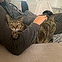 arm, cat, clothing, couch, cozy, domestic_animal, fur, furniture, gray_sweatshirt, hand, indoor, living_room, person, pet, relaxing, resting, tabby_cat, whiskers, window, zipper