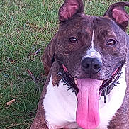 Simba participe au concours pour gagner de l'argent avec cette photo : dog, grass, tongue_out, happy, outdoor, pet, canine, ears_up, collar, spiked_collar, brown_and_white, animal, muzzle, panting, nature, summer, playful, friendly, closeup, lying_down