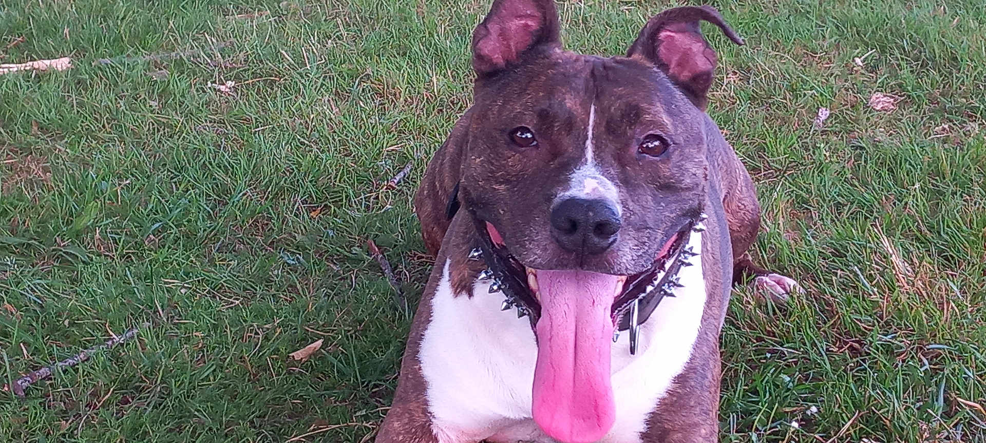 Simba participe au concours pour gagner de l'argent avec cette photo : dog, grass, tongue_out, happy, outdoor, pet, canine, ears_up, collar, spiked_collar, brown_and_white, animal, muzzle, panting, nature, summer, playful, friendly, closeup, lying_down