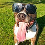 dog, tongue, sunglasses, collar, spiked_collar, grass, park, sunlight, outdoor, pet, animal, happy, playful, summer, closeup, brown_and_white, canine, funny, tongue_out, daytime