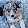 adorable, animal, blue_eyes, canine, close_up, collar, comfort, curious, cute, dog, fluffy_bed, fur, looking, outdoor, pavement, pet, puppy, resting, soft_texture, young_dog