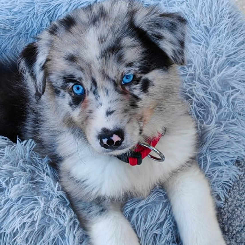 Nällä participe au concours pour gagner de l'argent avec cette photo : adorable, animal, blue_eyes, canine, close_up, collar, comfort, curious, cute, dog, fluffy_bed, fur, looking, outdoor, pavement, pet, puppy, resting, soft_texture, young_dog