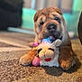 dog, puppy, plush_toy, stuffed_animal, carpet, indoor, paw, chewing, wrinkled_skin, close_up, bokeh, shallow_depth_of_field, cute, pet, toy_lamb, soft_texture, brown_fur, playtime, snout, front_legs