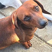 Chorizo is registered to the contest to win money with this photo: animal, brown_dog, canine, close_up, companion, concrete, cute, dachshund, dog, domestic_animal, ears, friendly, fur, looking_up, outdoor, paws, pet, resting, sidewalk, two_dogs