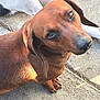 animal, brown_dog, canine, close_up, companion, concrete, cute, dachshund, dog, domestic_animal, ears, friendly, fur, looking_up, outdoor, paws, pet, resting, sidewalk, two_dogs