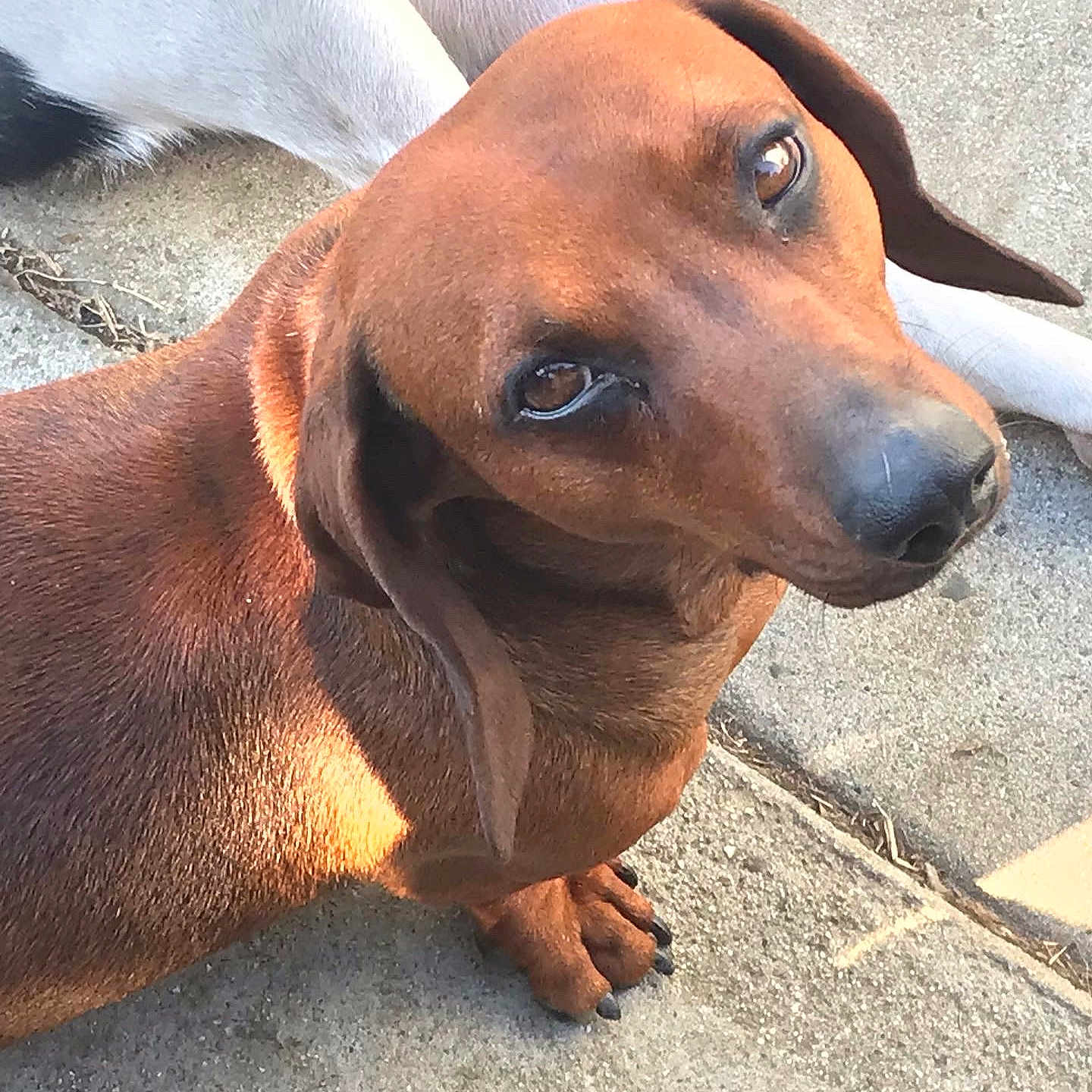 Chorizo