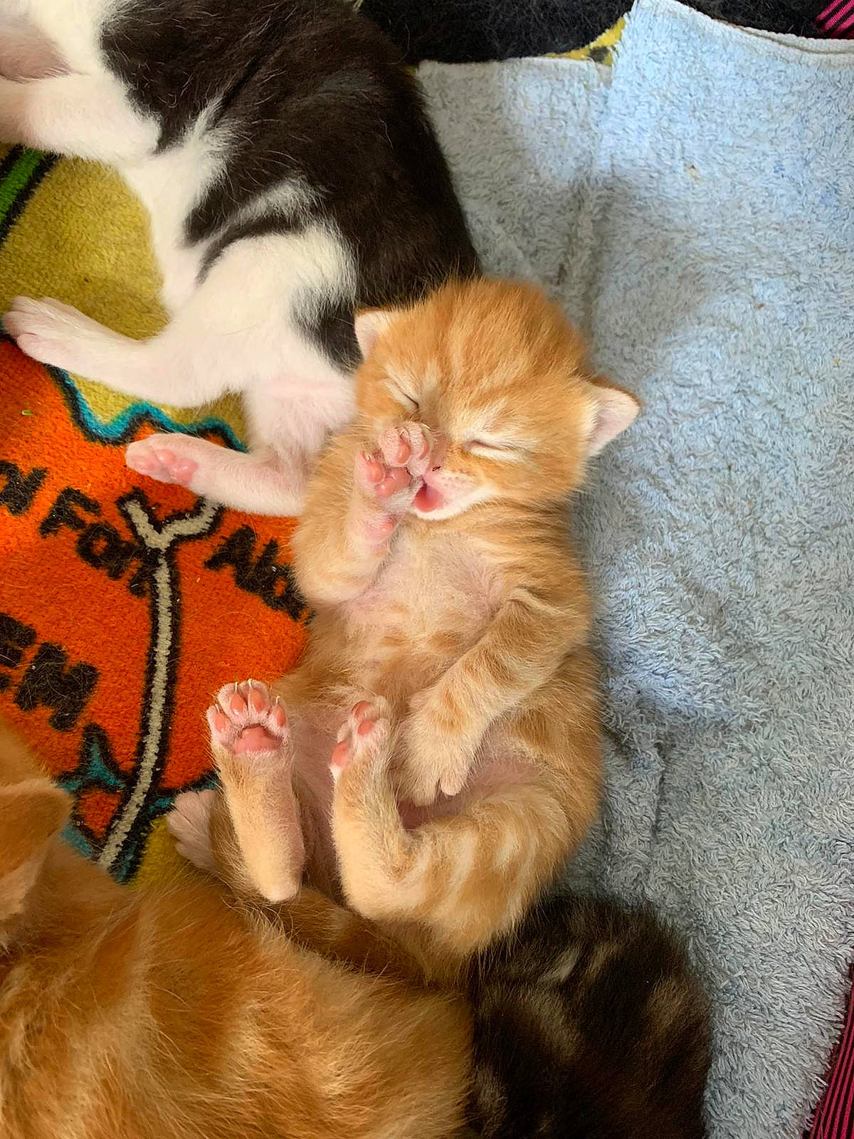 Cornelius is registered to the contest to win money with this photo: carnivore, cat, claw, comfort, companion_dog, domestic_short_haired_cat, fawn, felidae, foot, fur, human_leg, lap, paw, peach, small_to_medium_sized_cats, snout, tail, whiskers, wood