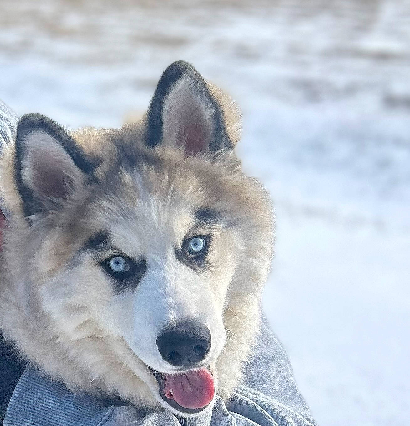 Flint is registered to the contest to win money with this photo: ancient_dog_breeds, canis, carnivore, companion_dog, dog, dog_breed, electric_blue, fang, fur, siberian_husky, sled_dog, snow, sporting_group, terrestrial_animal, water, wildlife, winter, wolf, working_dog