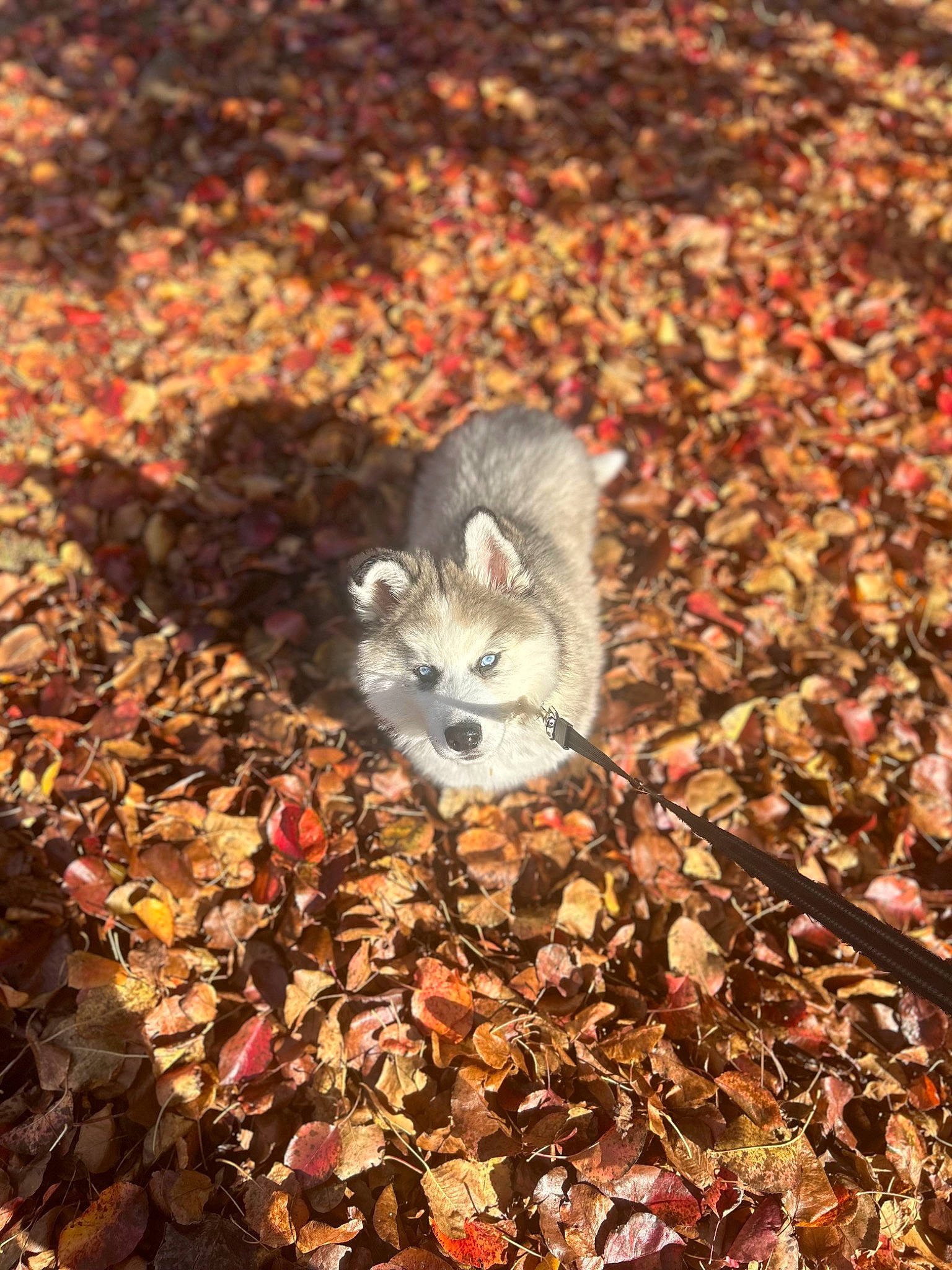 Flint joined the competition — help win amazing prizes! autumn, canidae, carnivore, deciduous, fawn, felidae, fur, grass, plant, rodent, small_to_medium_sized_cats, snout, soil, tail, terrestrial_animal, tree, whiskers, white_footed_mice, wildlife, wood