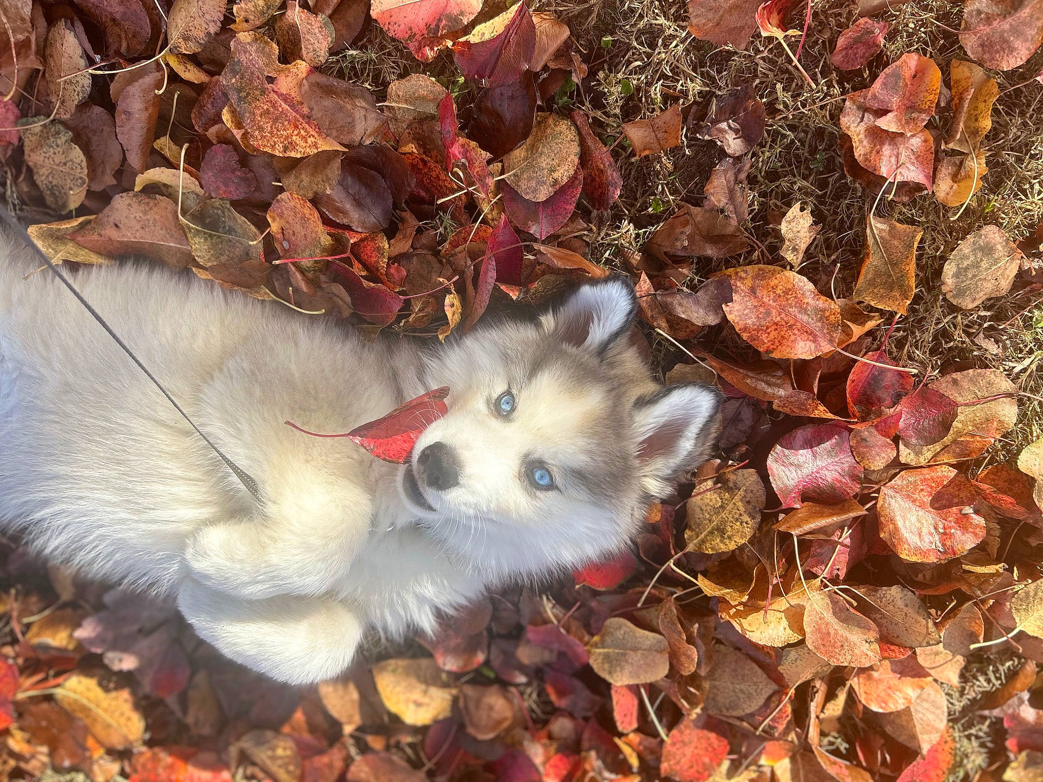 Flint joined the competition — help win amazing prizes! art, carnivore, companion_dog, dog, dog_breed, fawn, felidae, fur, leaf, snout, tail, terrestrial_animal, whiskers