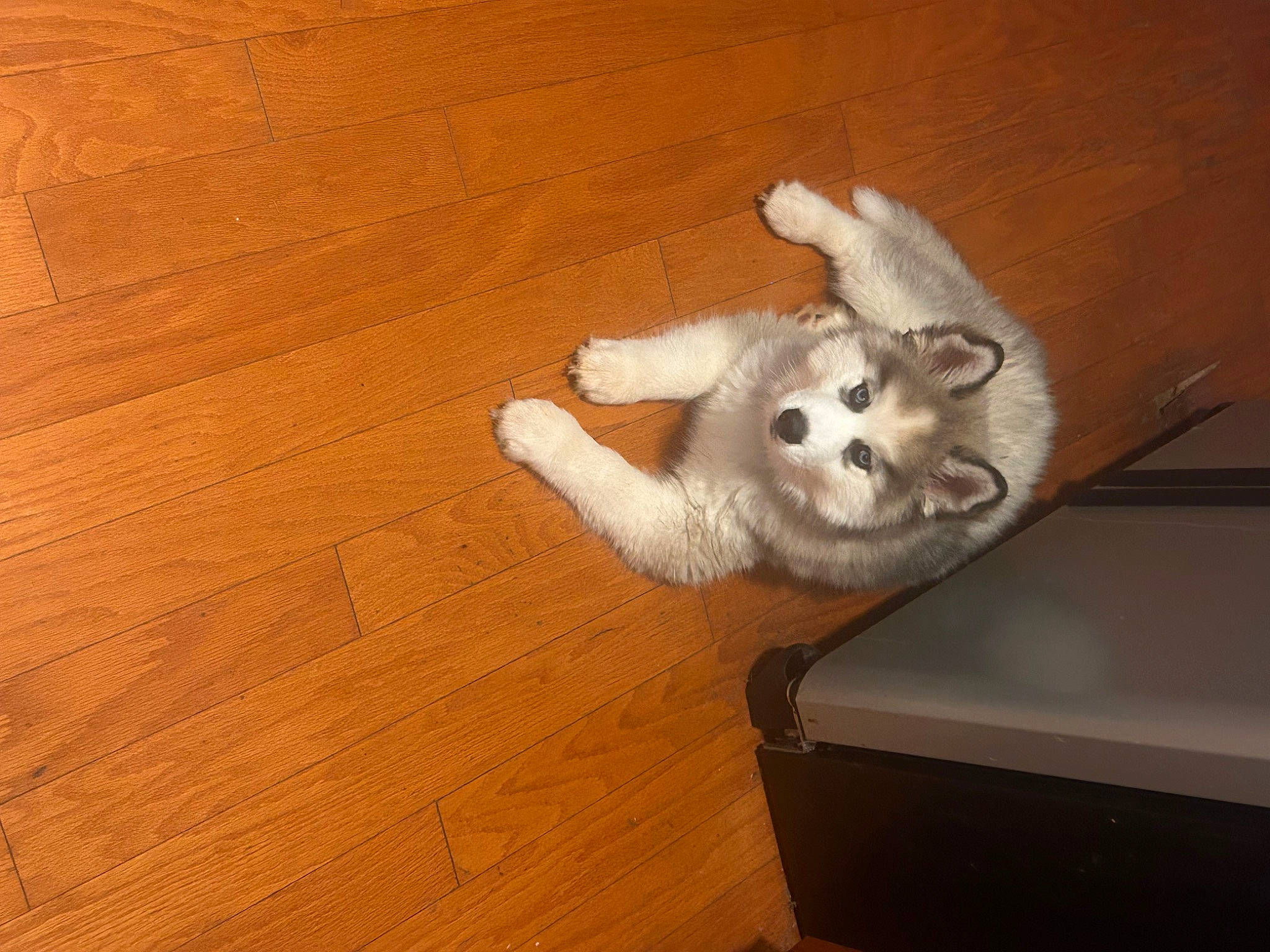 Flint is registered to the contest to win money with this photo: carnivore, comfort, companion_dog, dog, dog_breed, fawn, felidae, floor, flooring, hardwood, laminate_flooring, paw, plank, small_to_medium_sized_cats, tail, toy_dog, varnish, whiskers, wood, wood_stain