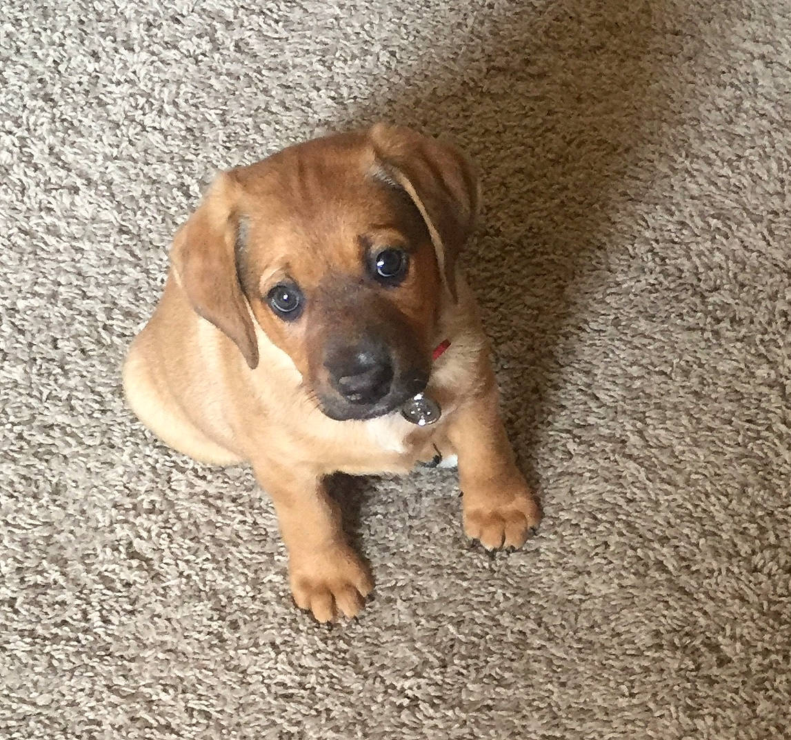 Sissy joined the competition — help win amazing prizes! canidae, carnivore, companion_dog, dog, dog_breed, fawn, flooring, hardwood, liver, non_sporting_group, paw, puppy, road_surface, snout, sporting_group, terrestrial_animal, whiskers, wood, working_animal