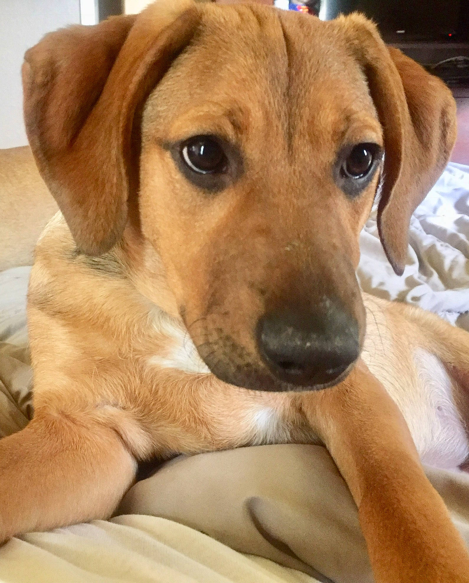 Sissy is registered to the contest to win money with this photo: canidae, carnivore, comfort, companion_dog, dog, dog_breed, ear, fawn, fur, hound, hunting_dog, paw, puppy, snout, sporting_group, whiskers, working_animal, working_dog