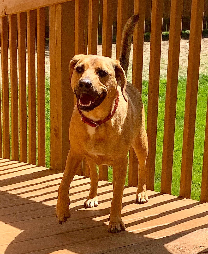 Sissy is registered to the contest to win money with this photo: canidae, carnivore, chair, collar, companion_dog, dog, dog_breed, dog_collar, dog_supply, fawn, fence, flooring, hardwood, home_fencing, pet_supply, plant, snout, sporting_group, wood, working_animal