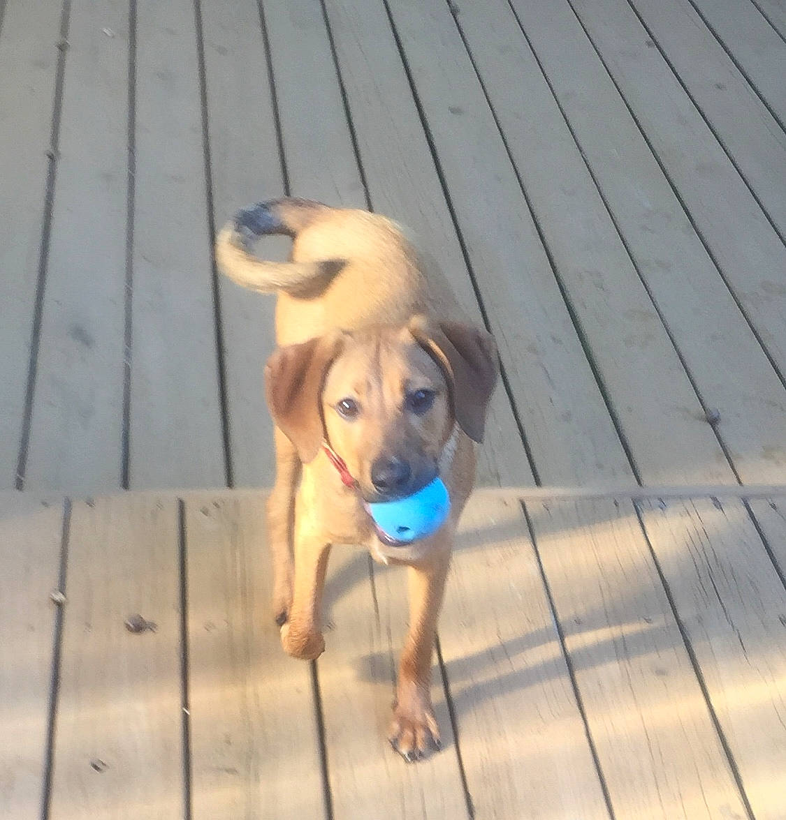 Sissy joined the competition — help win amazing prizes! carnivore, companion_dog, deck, dog, dog_breed, dog_collar, dog_supply, fawn, floor, flooring, gun_dog, hardwood, pet_supply, plank, snout, tail, wood, wood_flooring, wood_stain, working_animal